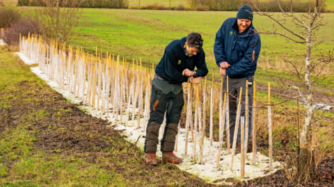 Two men in National Trust jackets leaning over a row of staked plants which stretches behind them. On either side are fields. 