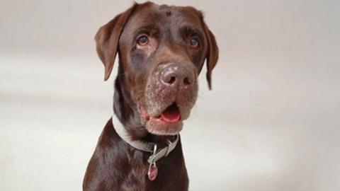 Achi, a chocolate Labrador, is seen with a grey collar and red disk around his neck