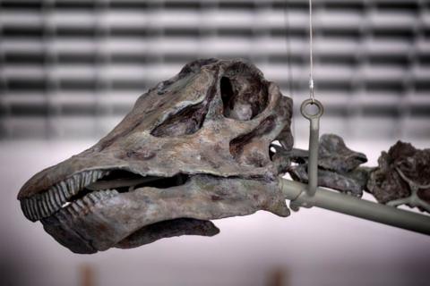 Skull of green-boned dinosaur