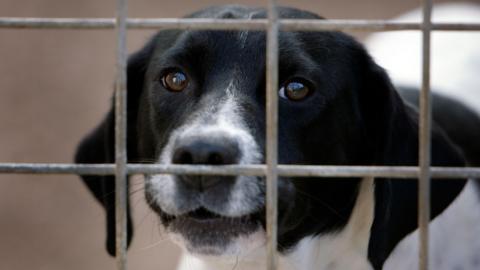 A black and white dog looking at the camera through a grated fence.