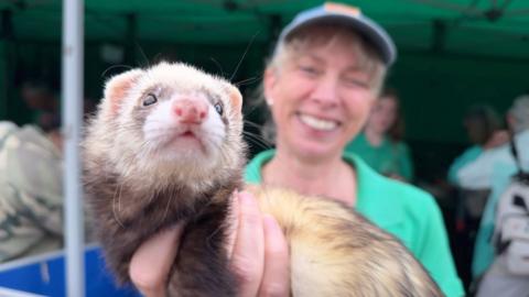 A woman is holding a ferret into the lens. It is brown and white. The woman is smiling and is wearing a green shirt and a hat. 