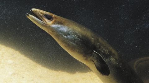 European eel