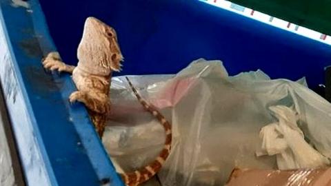 A bearded dragon peering out of a bin