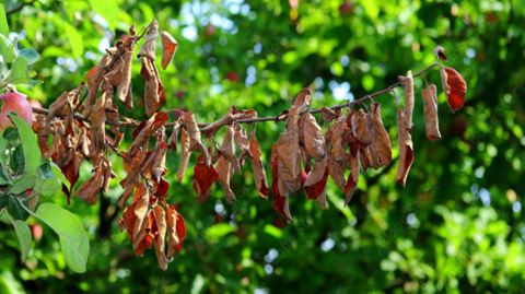 A branch of leaves that are withered and brown against a blurred backdrop of trees with bright green leaves