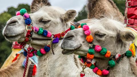 Two camels decorated with bright, colourful pom‑poms and patterned harnesses stand outdoors, their ornate bridles covered in vivid tassels and ornaments, with greenery visible in the background.