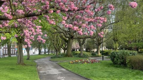 Selby Park is pictured, with pink blossoms in bloom on a tree in the foreground. There is a concrete path leading through the middle of the park, with grass and trees on either side. There is a patch of yellow, red and white flowers on the right, with hedges and greenery in the background. Selby Abbey can be seen through the trees, and there's a streetlight by the path.