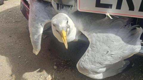 A grey and white seagull is stuck in the front frill of a car. Both of its wings and head are protruding from underneath the number plate. The gull has a yellow beak and looks slightly bedraggled but not hurt.