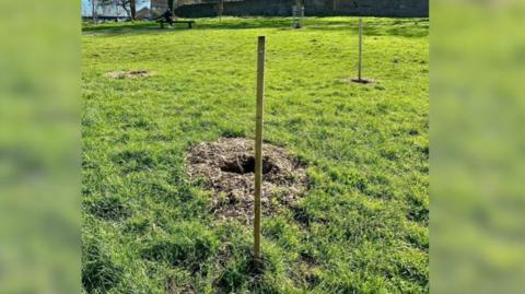 A section of a park showing three holes in the ground where saplings had been planted.