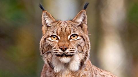 The cat is light brown in colour with white markings and darker brown stripes and spots on its coat. It has black tufts on its ears.