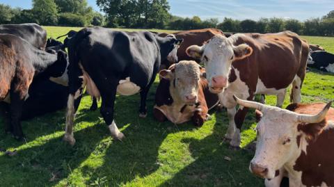 Lots of brown and white cows sit in a field