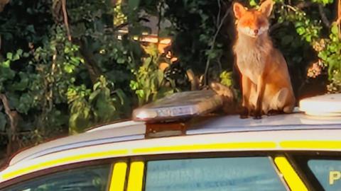 Fox on police car