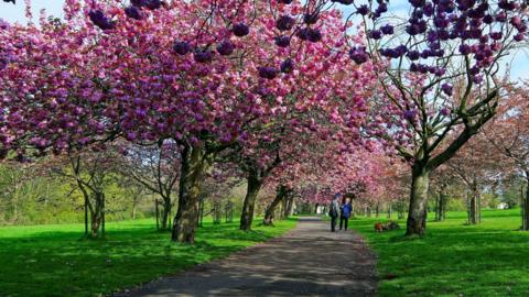 A path leads through a line of trees in blossom at a Wavertree park