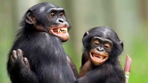 Bonobo monkeys