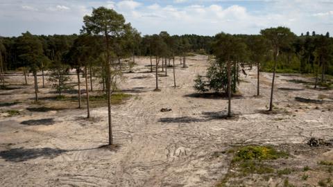 A view of the dry land at Ockham Common near Wisley in Surrey on 4 August 2026 - image shows brown / yellow grass and land with trees against a blue cloudy sky.