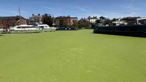 Stourport Basin pictured filled with green duck weed which has completely covered the surface so no water can be seen. Two white yachts are pictured floating and several narrowboats are also moored in the basin. 