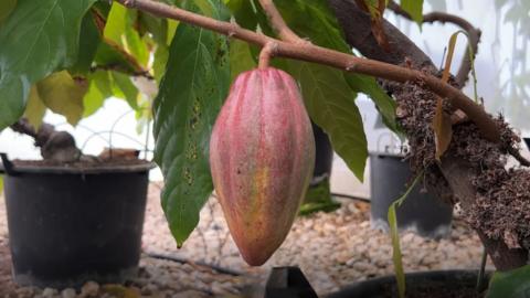 cocoa pod
