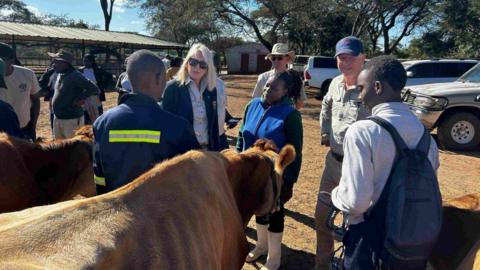 A group of people standing in a dirt car park, surrounding two Jersey cows. Trees can be seen in the distance and blue skies.