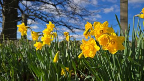 Close-up image of daffodils in grass with barbed wire and half a tree in the background under a blue sky with wispy cloud