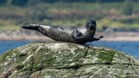 Seal on rock