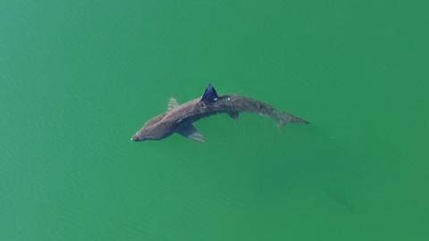 Shark swimming in green water