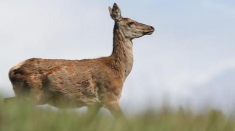 Red deer