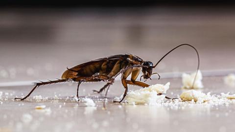 A cockroach eats the left over crumbs on a floor. 
