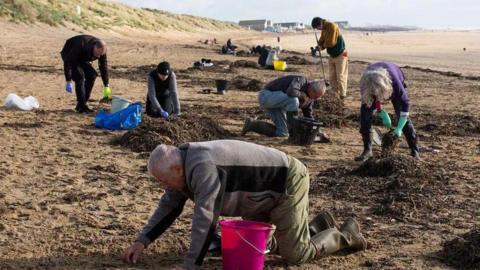 A crowd of people on their knees on a sandy beach picking up debris