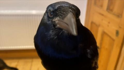 Rook in Suffolk home