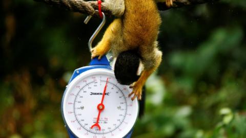 Monkey looking at scale upside down