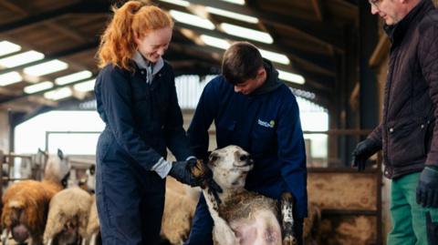 Two young people, one with ginger hair and the other with dark hair, are tending to a sheep on a bed of hay. An older man in green trousers and a brown coat is supervising them. All of them are inside what appears to be a barn.