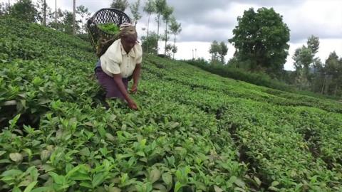 woman in tea fields