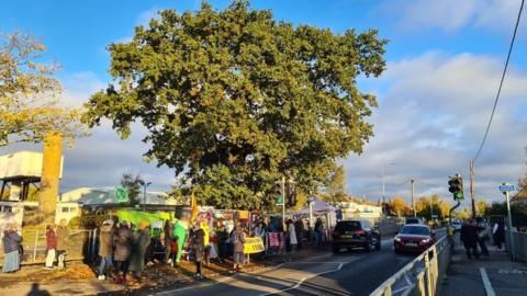 An oak tree in Rochford that is subject to a protest.