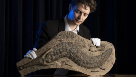 McTear's specialist James Spiridion examines the fossilised crocodile