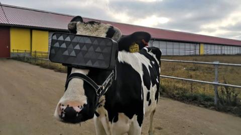 Cow dons VR headset on a Russian farm