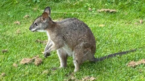 A red-necked wallaby nonchalantly standing on grass at the edge of a golf course