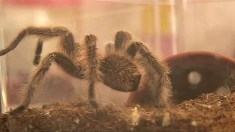 A brown tarantula in a tank. 