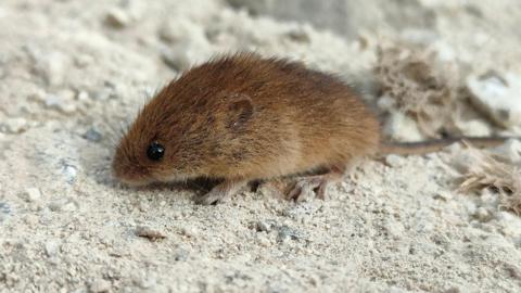 A brown harvest mouse sitting on the ground. The ground is grey and has a lot of small pebbles and rock.