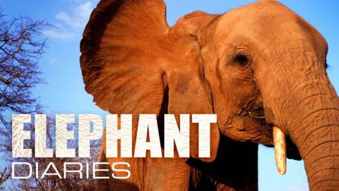 Elephant Diaries