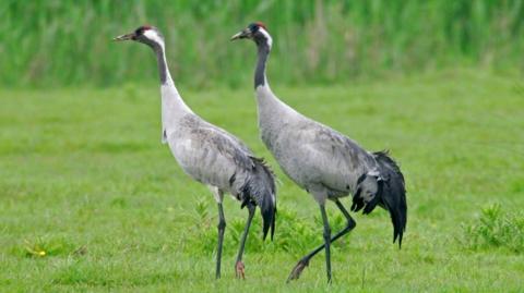 Two cranes stand in a field.