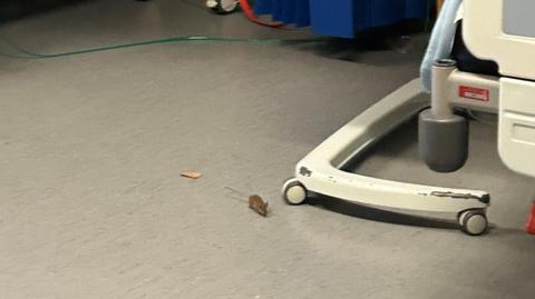 A mouse on the floor of a hospital ward with a hospital trolley in the background 