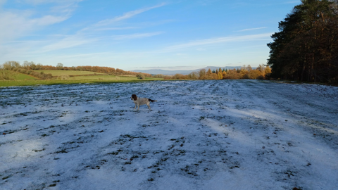 A field in Croft, Herefordshire, lightly covered with snow. There is a dog on it and trees to the right. In the distance the feild is greener
