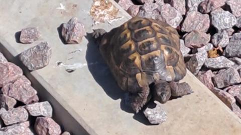 Tortoise on railway tracks.