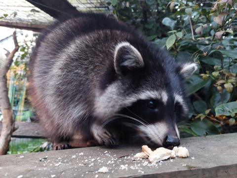 A raccoon