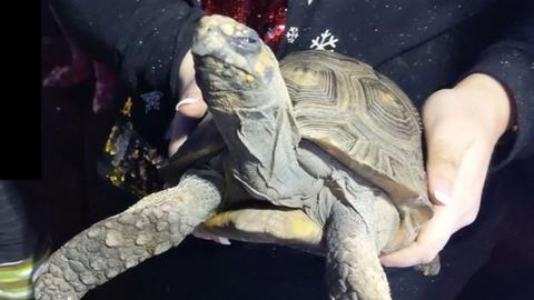 Rescued tortoise.
