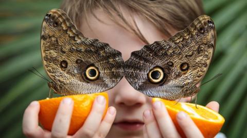 Owl-butterfly-with-a-child.