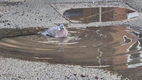 A pigeon is floating in a pothole filled with water on a road. 