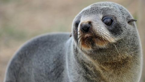 A baby fur seal walks along a beach