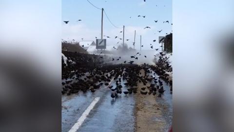 Starlings blocking the road