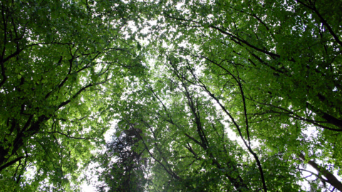 A picture of a number of large green trees pictured from below looking up.