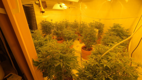 Cannabis plants